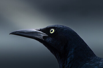 Dramatic close-up profile portrait of a black bird, a Great-tailed Grackle, with a striking yellow eye and long beak, against a moody dark background with copy space. © ale.angel21