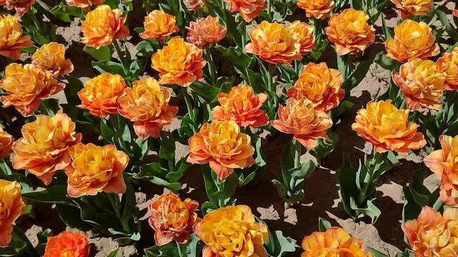 Tulips. Beautiful blooming tulips flower. Blooming tulips flower with red petal in inflorescence on sunny spring morning. Blooming of blossoming orange tulips flower growing ground. Natural background