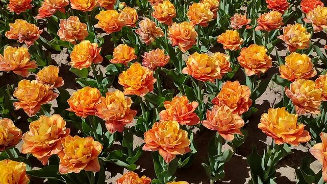Tulips. Beautiful blooming tulips flower. Blooming tulips flower with red petal in inflorescence on sunny spring morning. Blooming of blossoming orange tulips flower growing ground. Natural background