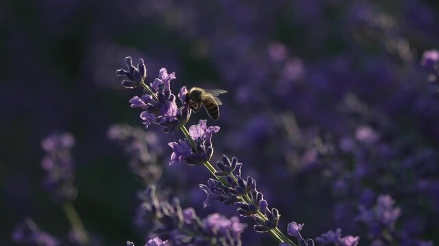Bee lavender flower gathering nectar on blooming summer field for natural agriculture ecology and peaceful botanical insect life macro footage