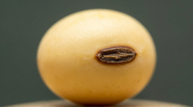 Extreme macro close up of a single yellow soybean showing the hilum