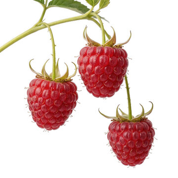 Three Ripe Raspberries Hanging From A Green Cane In Studio