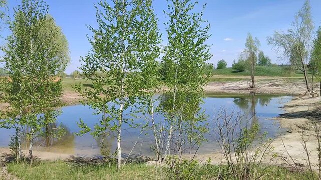 A beautiful small lake with deep water and birch trees with green leaves growing on the shore with green grass on a sunny summer day with blue sky. Blowing wind. Nature backdrop. Natural background