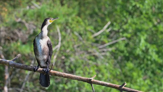 Immature cormorant perched on a branch over a lake, shaking feathers in sunlight