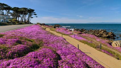 Obraz premium Magic Carpet At Pacific Grove - A panoramic view of Magic Purple Carpet of ice plant flowers blooming along the rocky coast of Monterey Bay on a bright sunny Spring day. Pacific Grove, CA, USA.