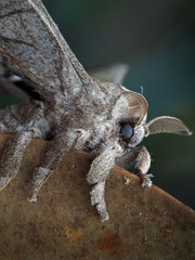 Fototapeta premium Sphinx Moths in Thailand and Southeast-Asia.
