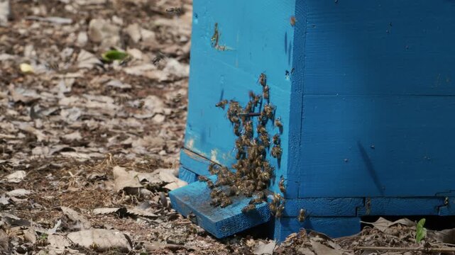 Honeybees fanning at the hive entrance to cool the colony in summer, Bulgaria