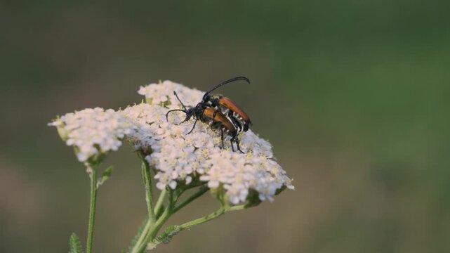 Mating longhorn beetles on white wildflower cluster, macro behaviour