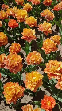 Beautiful blooming tulips flower. Blooming tulips flower with red petal in inflorescence on sunny spring morning. Blooming of blossoming orange tulip flower growing ground. Natural background Vertical