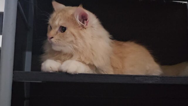 cat and mouse Fluffy ginger cat rests on dark shelf. Soft fur gleams in dim, cozy light. Cat gazes thoughtfully, ears perked. Relaxed posture suggests calm, contented mood. Ideal for tranquil home