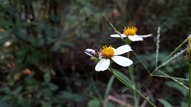Shot of spotted wasp moth feeding on nectar of white wild daisy flower