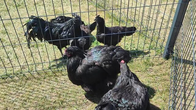 Black fluffy chickens pecking at green grass near a fence on a sunny summer day
