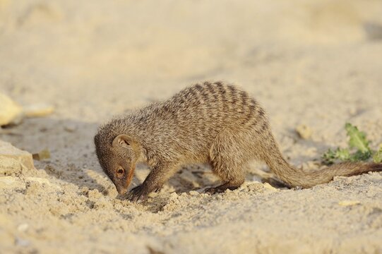 Banded mongoose (Mungos mungo), juvenile, captive, occurrence in Africa