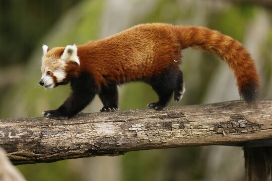 Red panda (Ailurus fulgens fulgens) on a tree trunk