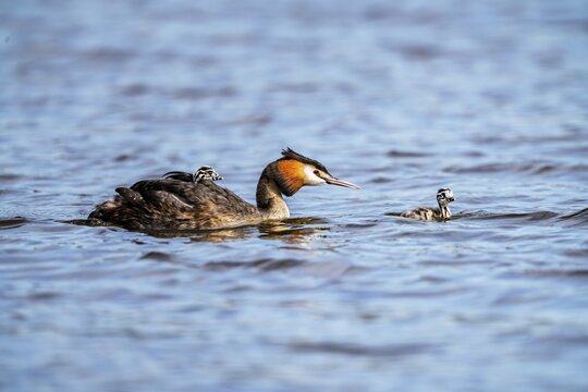 Great Crested Grebe (Podiceps scalloped ribbonfish), with chicks on its back, Vulkaneifel, Rhineland-Palatinate, Germany