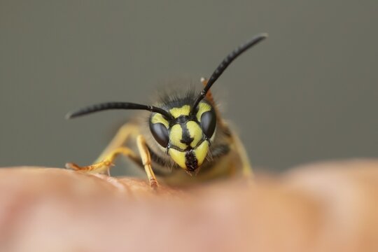 Common wasp (Vespula vulgaris) adult insect on fallen fruit in a garden in summer, England, United Kingdom