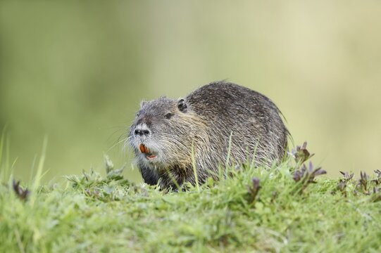 Nutria (Myocastor coypus), neozoa in Germany, North Rhine-Westphalia, Germany
