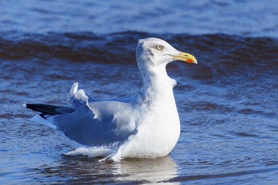 A seagull stands in shallow sea water against a blue background, herring gull (Larus argentatus) wildlife, Western Pomerania Lagoon Area National Park, Zingst, Mecklenburg-Western Pomerania, Germany
