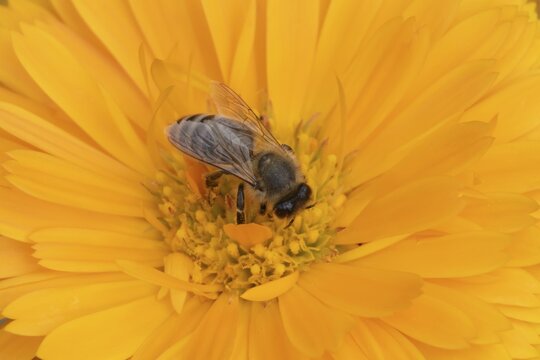 Honey bee (Apis mellifera) adult insect feeding on an orange garden pot marigold flower in the summer, England, United Kingdom