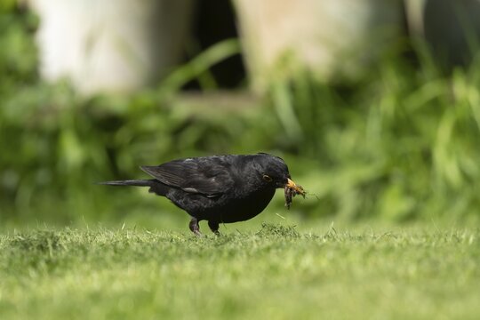 European blackbird (Turdus merula) adult male bird collecting worms for food from a garden grass lawn in spring, Suffolk, England, United Kingdom