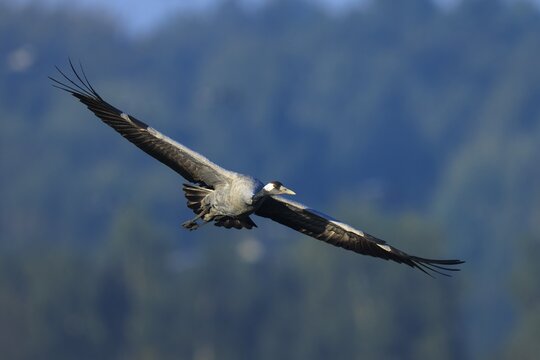 A single bird flies with wings spread over a wooded view, Crane (Grus grus) wildlife, Western Pomerania Lagoon Area National Park, Zingst, Mecklenburg-Western Pomerania, Germany