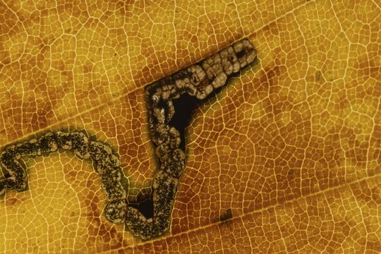 Common beech tree (Fagus sylvatica) close up of a single autumn colour leaf with the damage from a Beech leaf miner beetle larva, England, United Kingdom