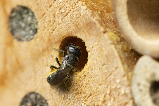 Orange vented mason bee (Osmia leaiana) adult insect at a bee hotel box in summer, England, United Kingdom