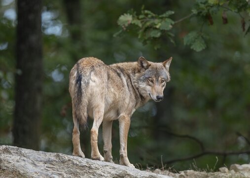 Gray wolf (Canis lupus) looking attentively, captive, Germany