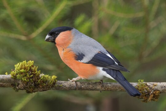 Eurasian bullfinch (Pyrrhula pyrrhula) male on a branch, Baden-W&uuml;rttemberg, Deu