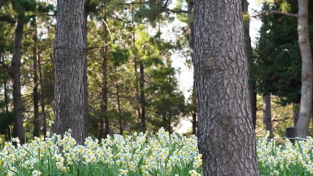 Beautiful white daffodils blooming under pine trees at Kasai Rinkai Park in early spring, Tokyo, Japan