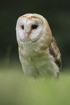 Barn owl (Tyto alba), captive, North Rhine-Westphalia, Germany
