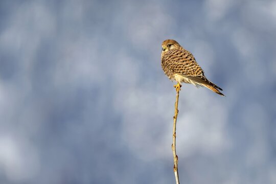 Kestrel (Falco tinnunculus), female, M&uuml;nster, Tyrol, Austria