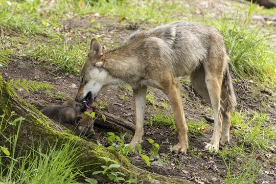 A wolf carefully cleans a small pup near a tree, European grey gray wolf (Canis lupus)
