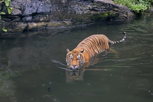 Malaysia tiger (Panthera tigris jacksoni), adult, in water, alert, Malaysia, Southeast Asia