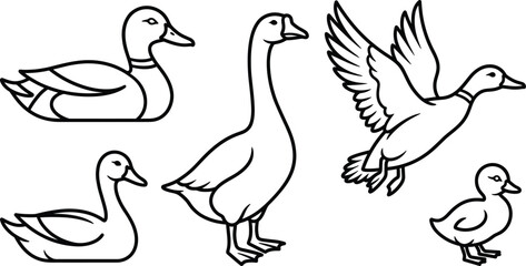 Duck goose vector icon set featuring flying mallard swimming bird duckling line art isolated on white background coloring © Hafizul