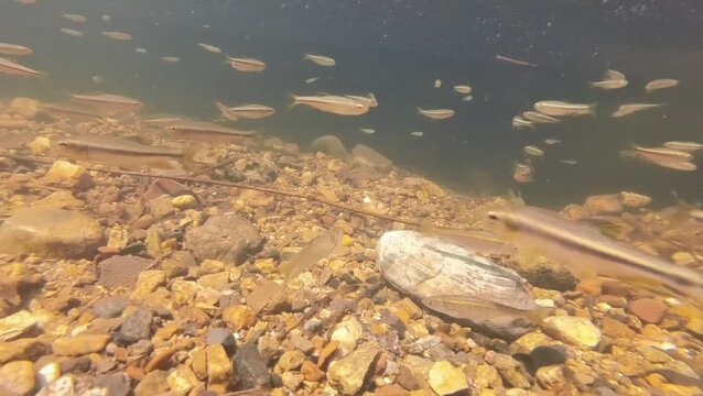 Freshwater fish (Zacco platypus) swimming in shallow forest stream, clear underwater scene