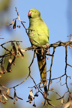 Rose-ringed parakeet (Psittacula krameri) sitting on a branch, wildlife, Germany