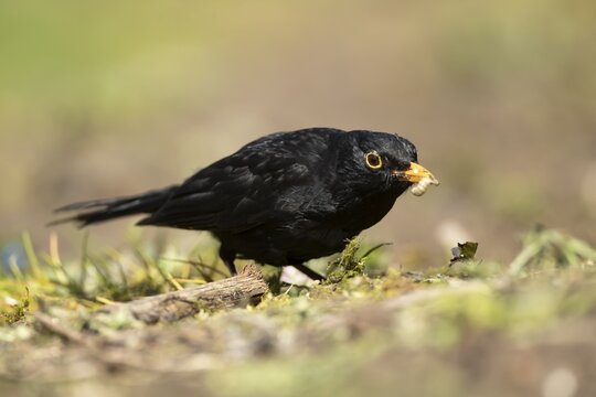 Eurasian blackbird (Turdus merula) adult male garden bird collecting insect grubs in summer, England, United Kingdom
