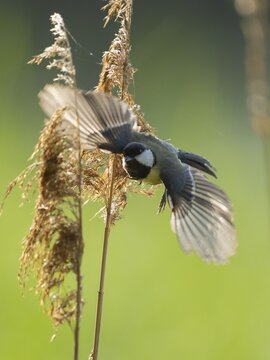 Great tit (Parus major) foraging for seeds on reeds (Phragmites australis), Lower Saxony, Germany