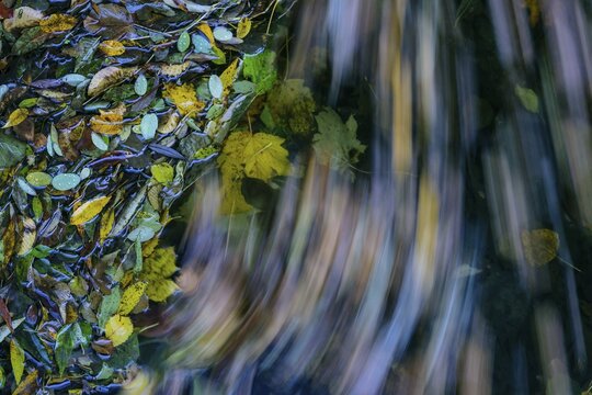 Autumn leaves in the flowing water of the Bode in the Harz Mountains, foliage colouring, autumn, Bodetal, Thale, Saxony-Anhalt, Germany