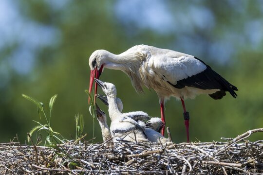 Stork feeding its chicks in the nest with grass green background, White Stork (Ciconia ciconia), wildlife, Germany