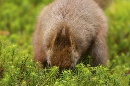 Red squirrel (Sciurus vulgaris) adult animal burying a nut in moss, Yorkshire, England, United Kingdom
