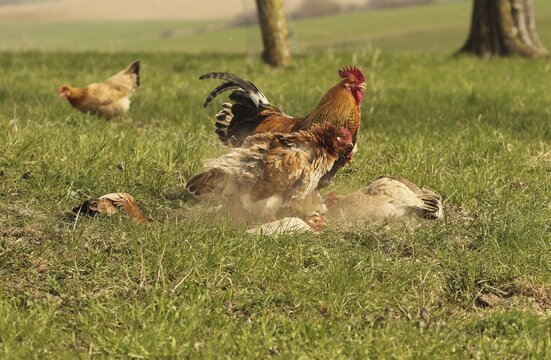 Domestic chicken (Gallus gallus domesticus) organic farming, free-range chickens and rooster sandbathing in the meadow, Lower Austria, Austria, Lower Austria, Austria