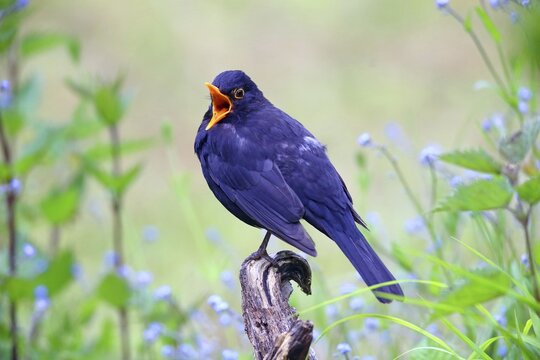 Blackbird (Turdus merula) male with open beak, Solms, Hesse