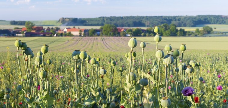 Poppy field, field with poppy, opium poppy (Papaver somniferum), poppy capsules, Burgenlandkreis, Saxony-Anhalt, Germany