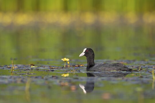 A coot (Fulica atra) searches for food among the water fringe, Germany