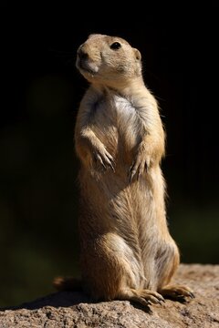 Black-tailed prairie dog (Cynomy ludovicianus) standing on a rock, France