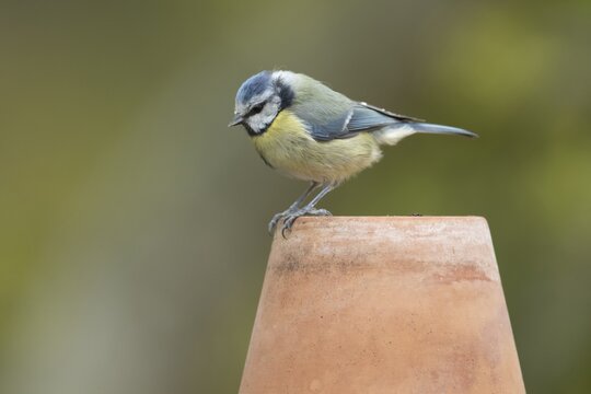 Blue tit (Cyanistes Caeruleus) adult garden bird on a plant pot, Suffolk, England, United Kingdom