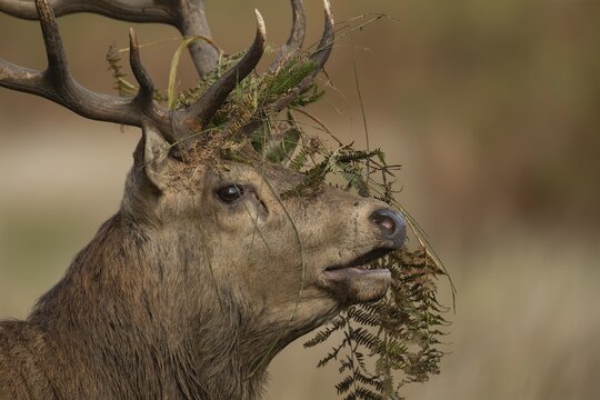 Red deer (Cervus elaphus) adult male stag head portrait, Surrey, England, United Kingdom