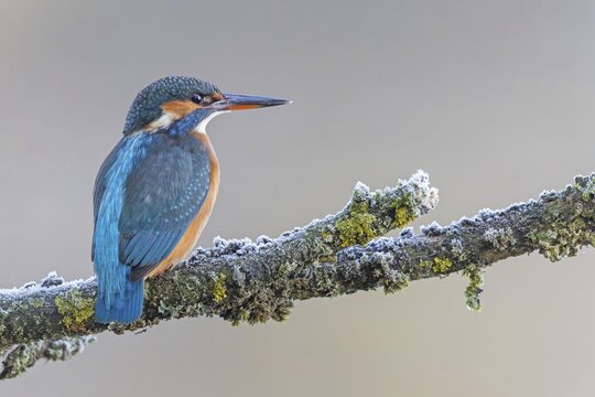 Kingfisher (Alcedo atthis) female, territory, on perch, lurking, foraging, hunting prey, fishing, frost and ice, hoarfrost, winter mood, Middle Elbe Biosphere Reserve, Saxony-Anhalt, Germany